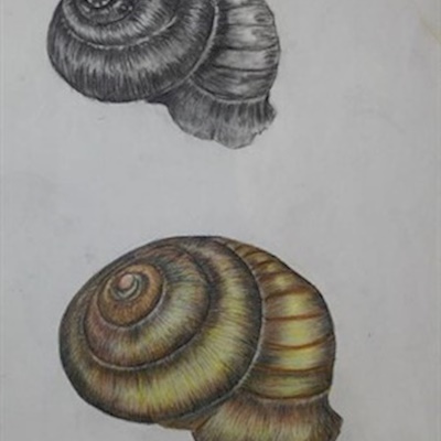 salyangoz